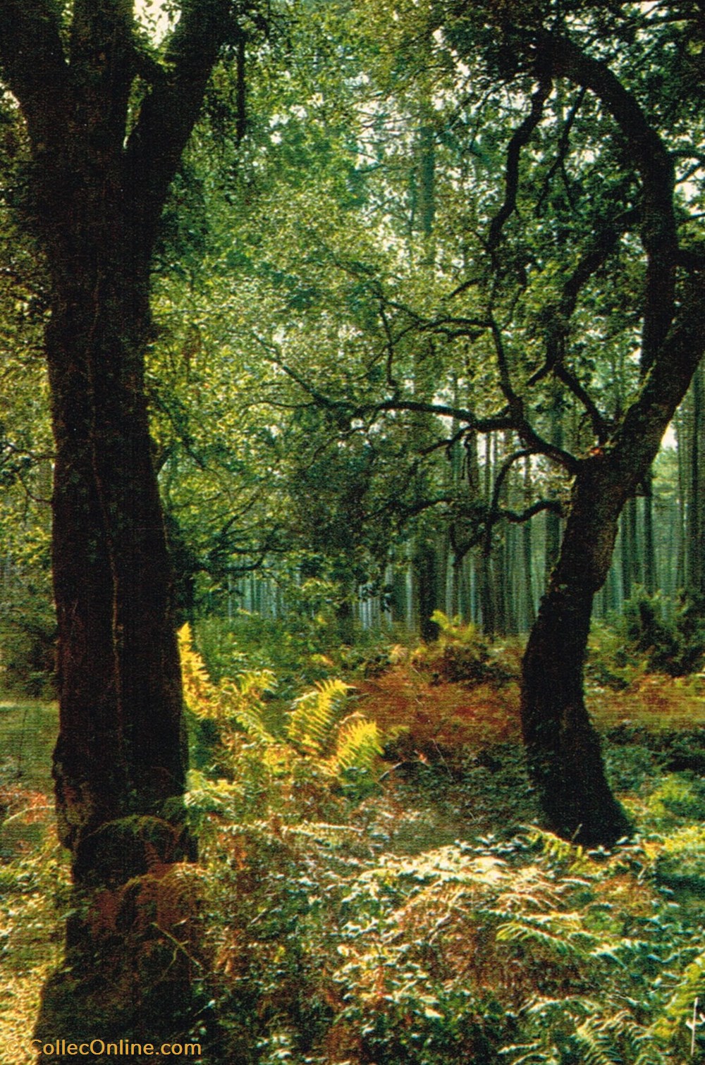 cartes postales france puy de dome foret