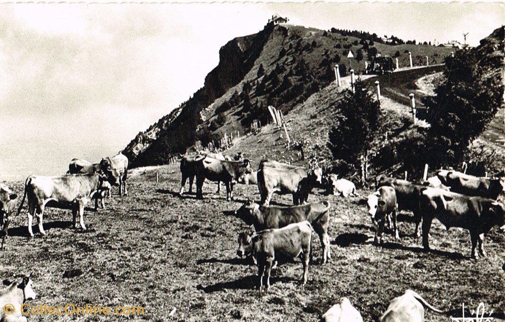France-Savoie-Les troupeaux du Mont Renard cartes postales france savoie les troupeaux du mont renard