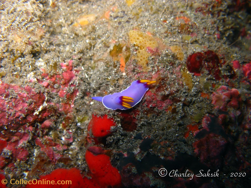 monde du vivant animaux mollusque hypselodoris bullockii