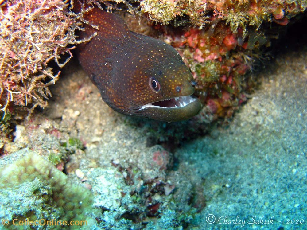Gymnothorax Meleagris 3 monde du vivant animaux vertebre gymnothorax meleagris