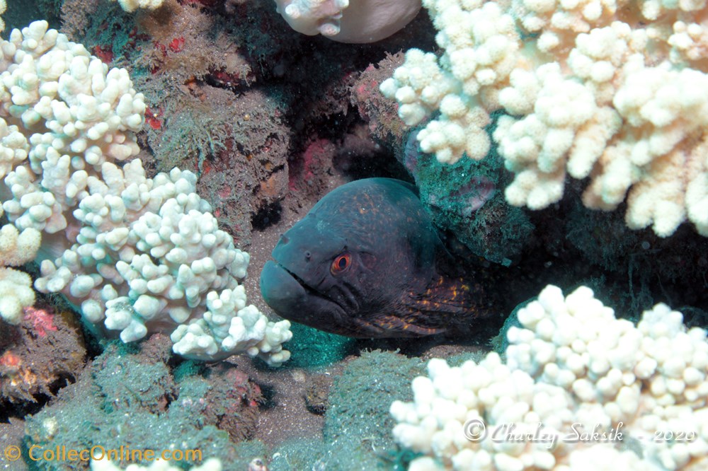 monde du vivant animaux vertebre gymnothorax flavimarginatus
