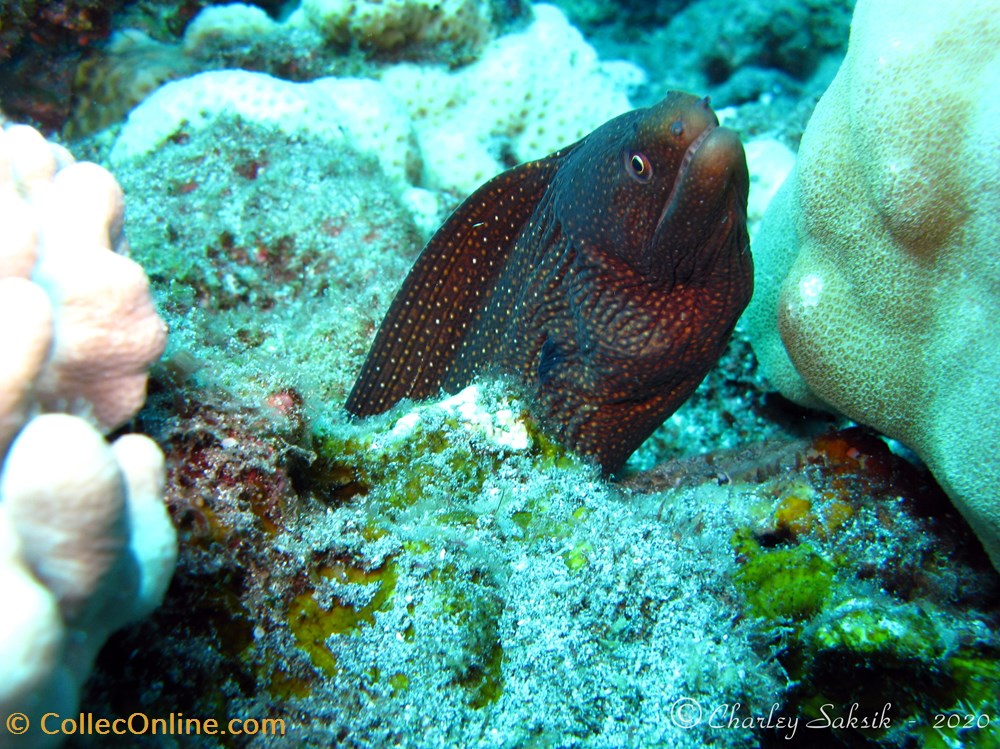 monde du vivant animaux vertebre gymnothorax meleagris