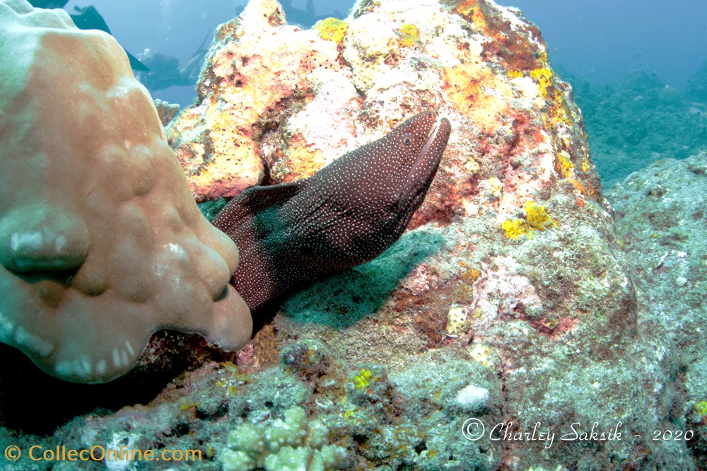 Gymnothorax Meleagris monde du vivant animaux vertebre gymnothorax meleagris