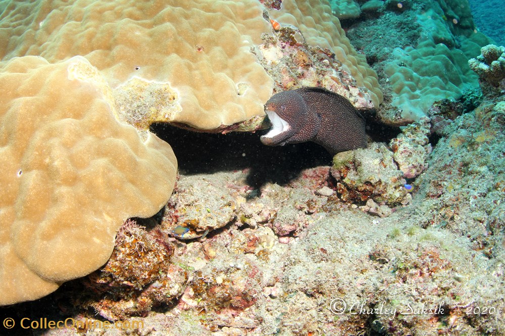 monde du vivant animaux vertebre gymnothorax meleagris