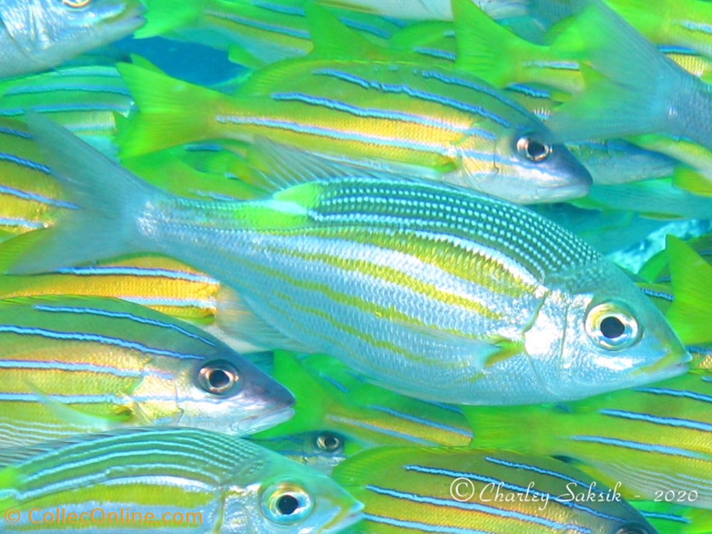Gnathodentex aureolineatus monde du vivant animaux vertebres gnathodentex aureolineatus