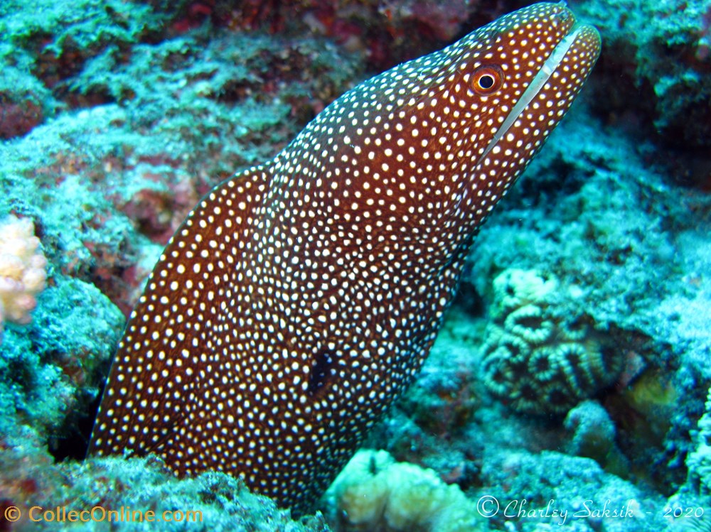 Gymnothorax Meleagris 3 monde du vivant animaux vertebre gymnothorax meleagris