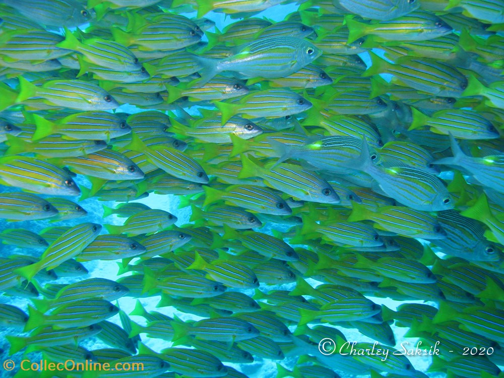 Gnathodentex aureolineatus 3 monde du vivant animaux vertebres gnathodentex aureolineatus