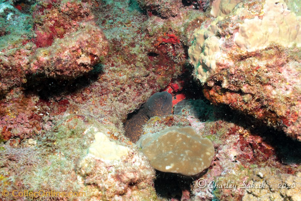 monde du vivant animaux vertebre gymnothorax flavimarginatus