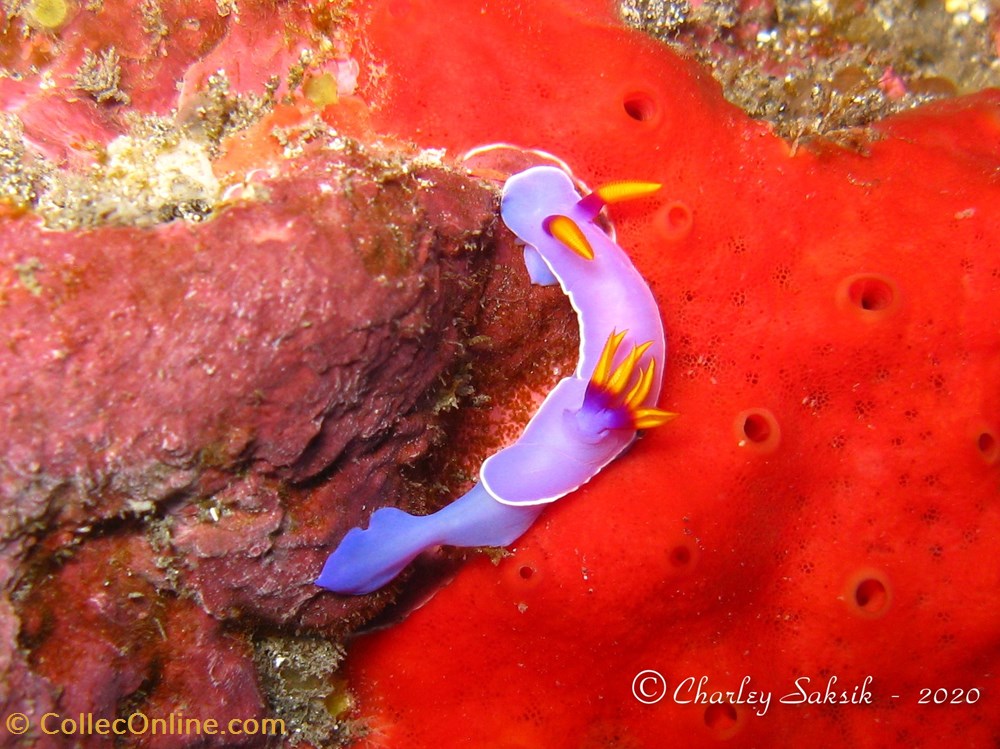 Hypselodoris bullockii 3 monde du vivant animaux mollusque hypselodoris bullockii
