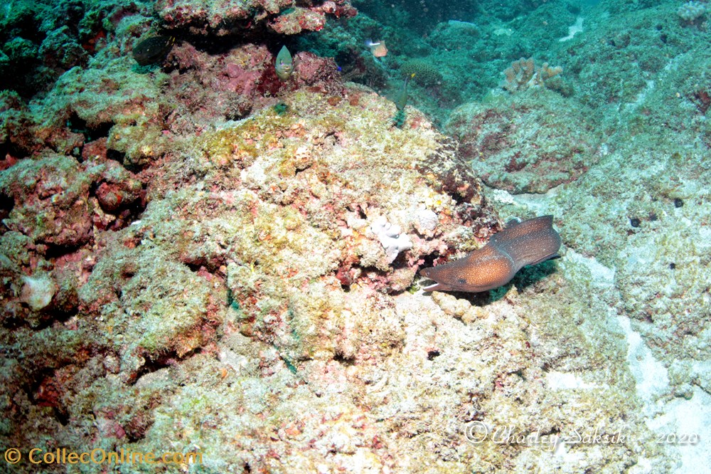 Gymnothorax Meleagris 3 monde du vivant animaux vertebre gymnothorax meleagris