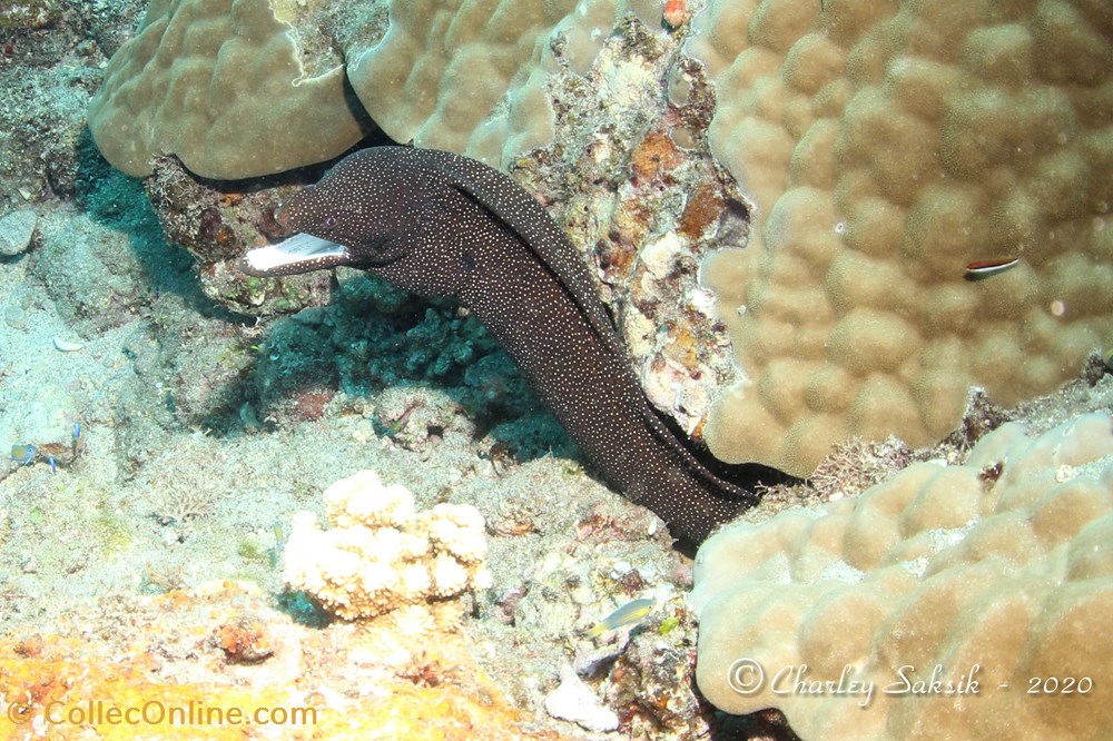 Gymnothorax Meleagris monde du vivant animaux vertebre gymnothorax meleagris