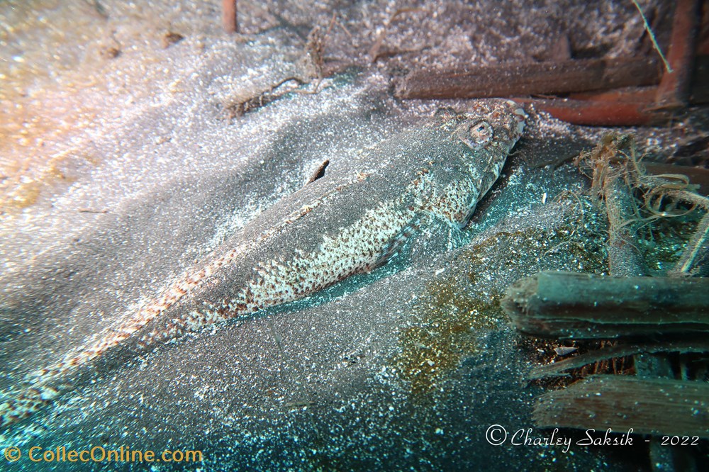 Eurycephalus arenicola monde du vivant animaux vertebres eurycephalus arenicola