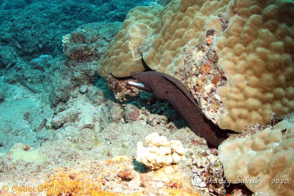 monde du vivant animaux vertebre gymnothorax meleagris