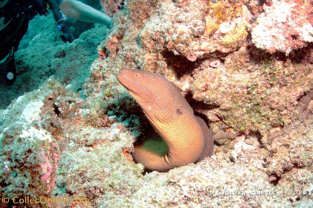 Gymnothorax Meleagris 2 monde du vivant animaux vertebre gymnothorax meleagris