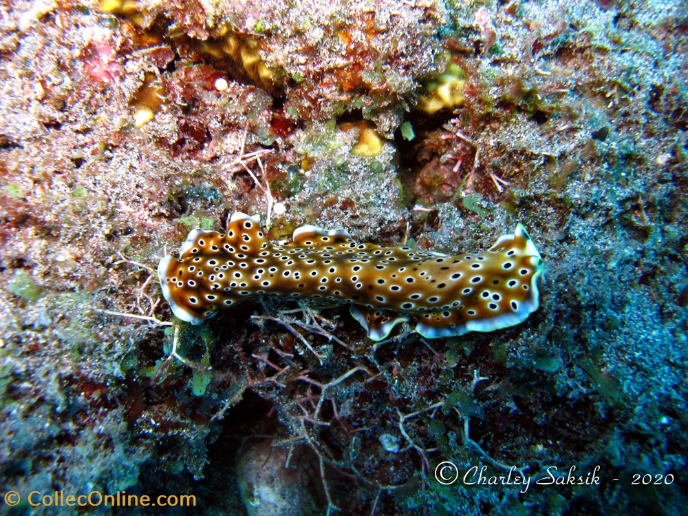 Pseudoceros nigropunctatus monde du vivant animaux platyhelminthe pseudoceros nigropunctatus