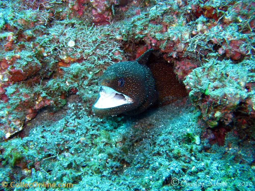 Gymnothorax Meleagris 3 monde du vivant animaux vertebre gymnothorax meleagris