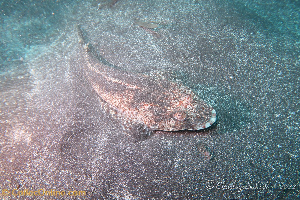 Eurycephalus arenicola monde du vivant animaux vertebres eurycephalus arenicola