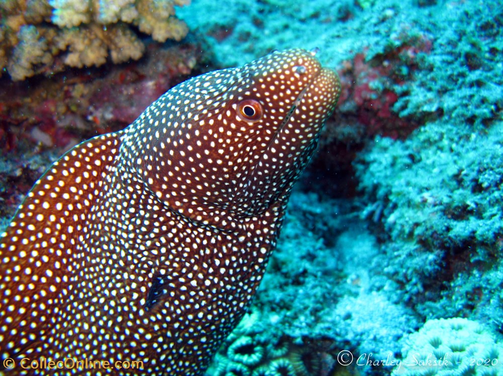 Gymnothorax Meleagris monde du vivant animaux vertebre gymnothorax meleagris