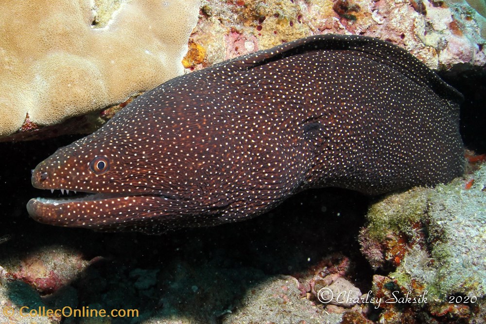 Gymnothorax Meleagris 3 monde du vivant animaux vertebre gymnothorax meleagris