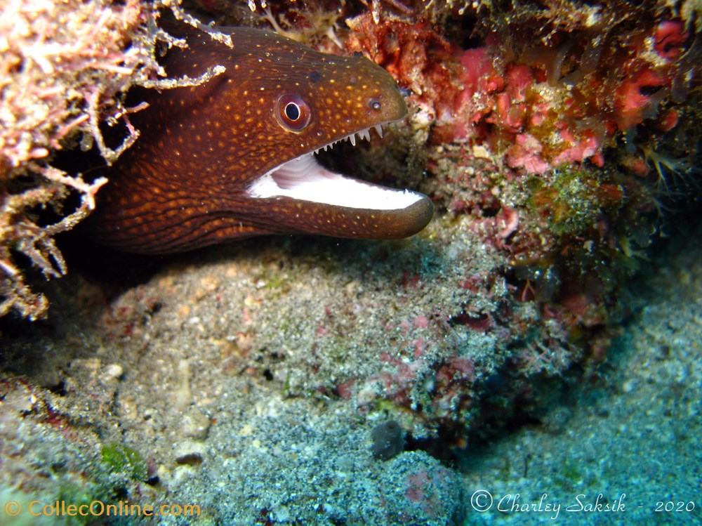 Gymnothorax Meleagris monde du vivant animaux vertebre gymnothorax meleagris