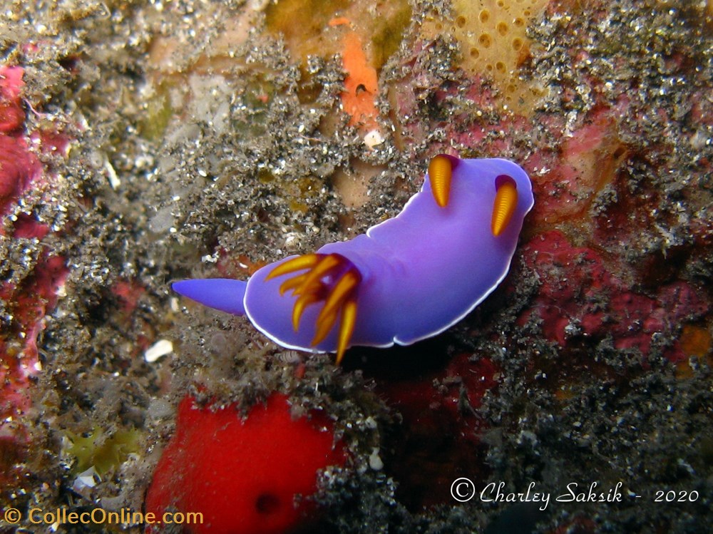 monde du vivant animaux mollusque hypselodoris bullockii