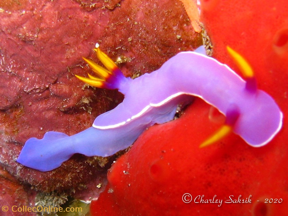 Hypselodoris bullockii monde du vivant animaux mollusque hypselodoris bullockii