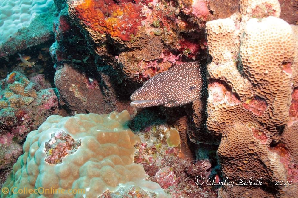 Gymnothorax Meleagris monde du vivant animaux vertebre gymnothorax meleagris