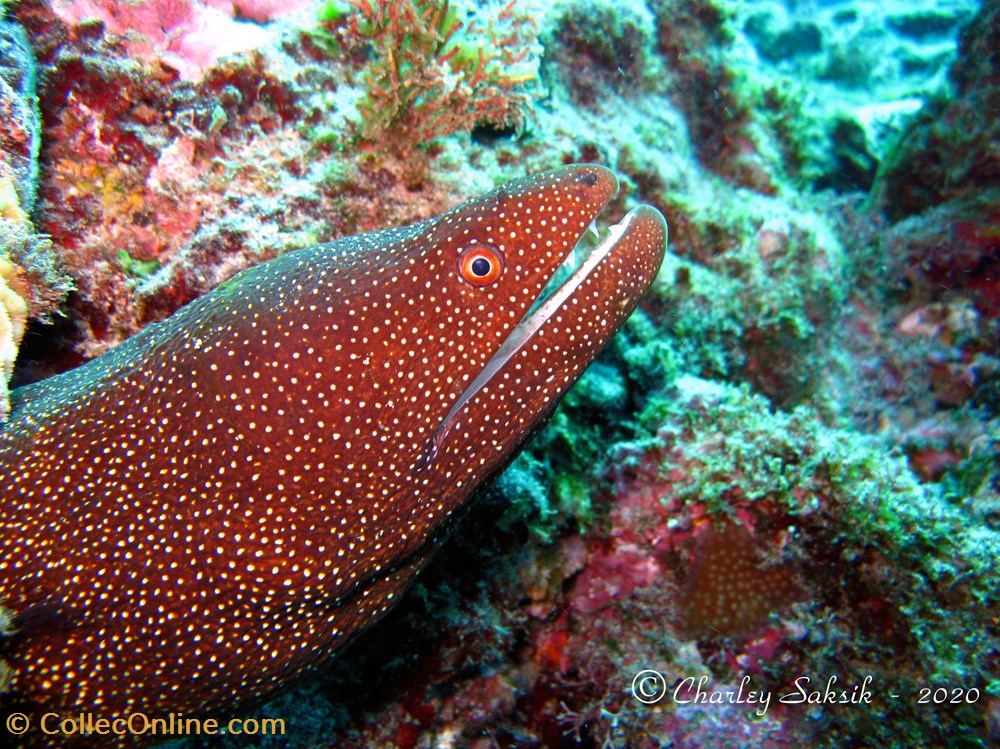 Gymnothorax Meleagris 3 monde du vivant animaux vertebre gymnothorax meleagris