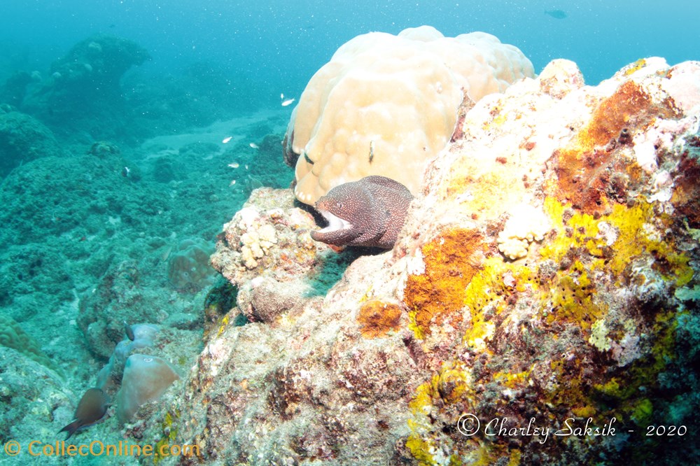 Gymnothorax Meleagris 2 monde du vivant animaux vertebre gymnothorax meleagris