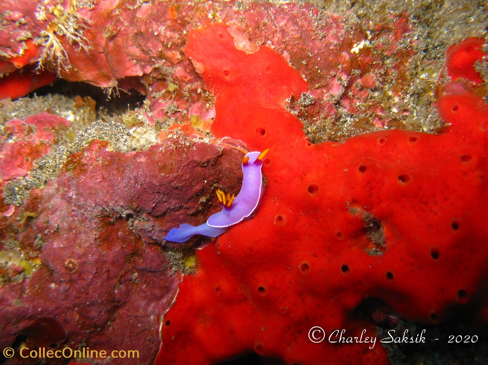 Hypselodoris bullockii 2 monde du vivant animaux mollusque hypselodoris bullockii