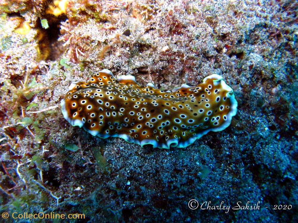 Pseudoceros nigropunctatus 3 monde du vivant animaux platyhelminthe pseudoceros nigropunctatus