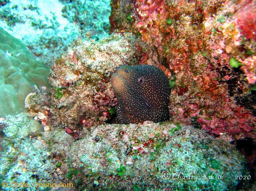 Gymnothorax Meleagris monde du vivant animaux vertebre gymnothorax meleagris