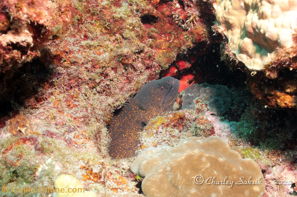 monde du vivant animaux vertebre gymnothorax flavimarginatus