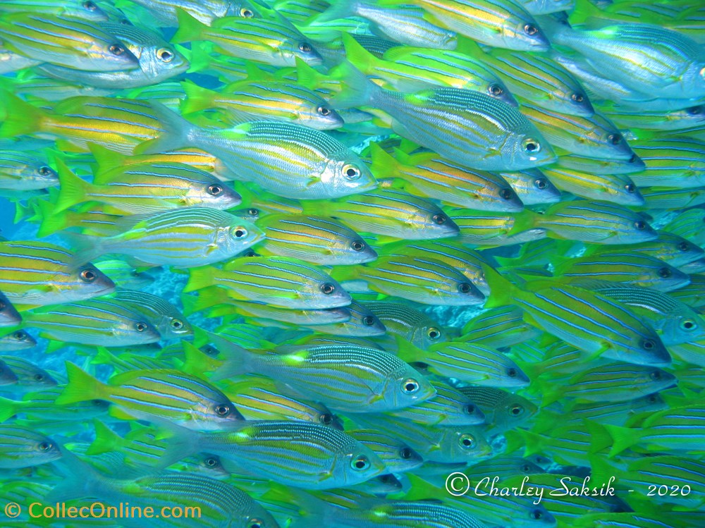 Gnathodentex aureolineatus 2 monde du vivant animaux vertebres gnathodentex aureolineatus