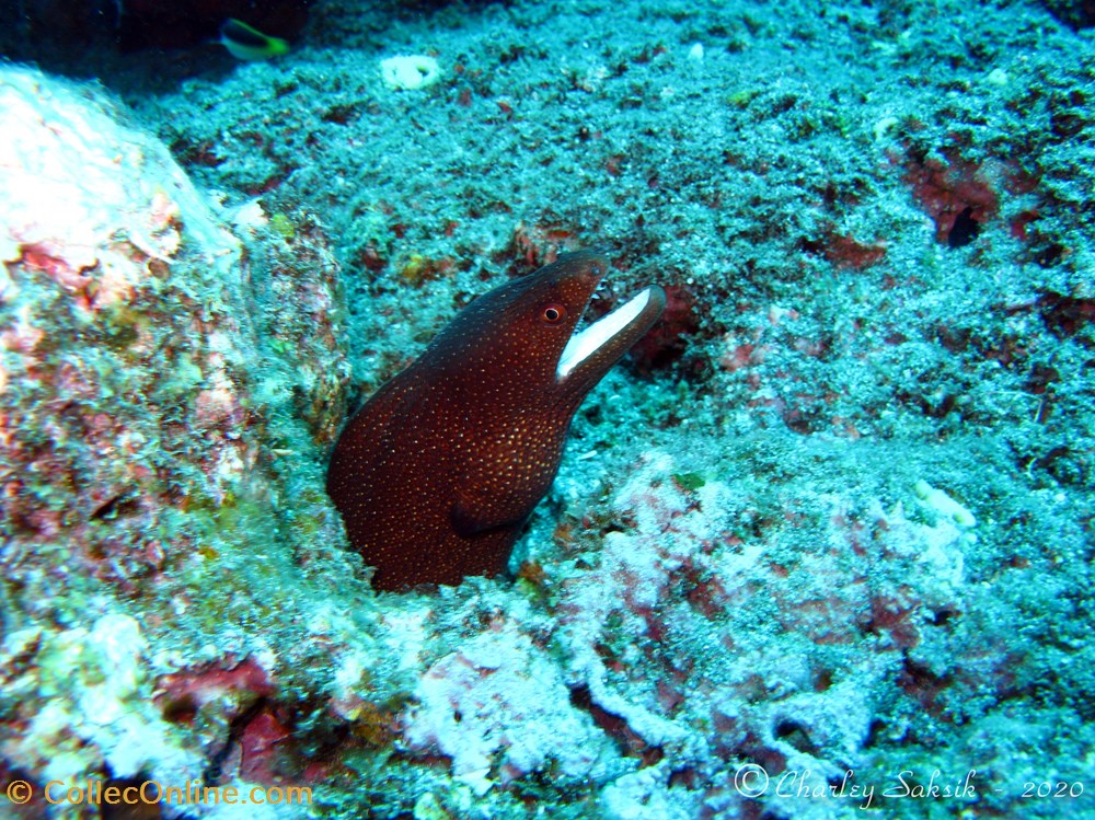monde du vivant animaux vertebre gymnothorax meleagris