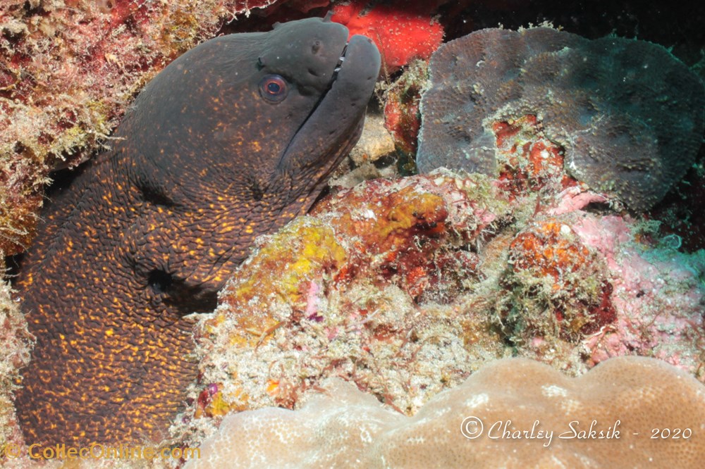 monde du vivant animaux vertebre gymnothorax flavimarginatus