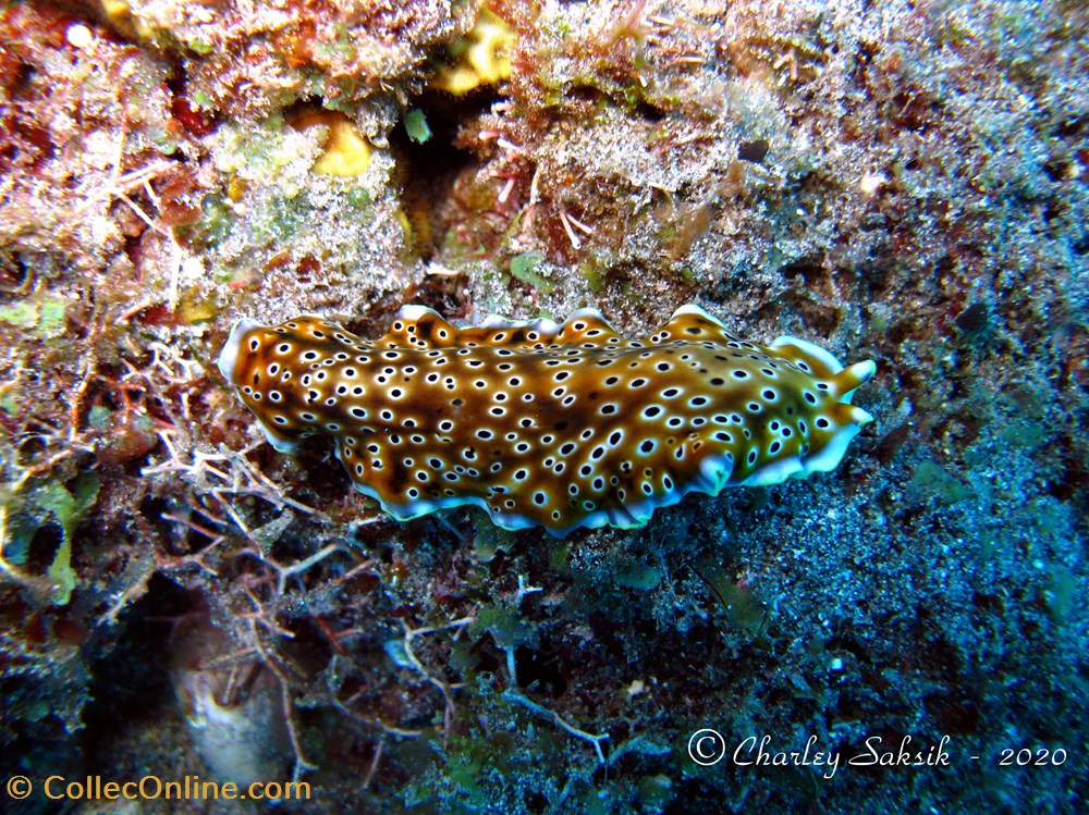 Pseudoceros nigropunctatus 2 monde du vivant animaux platyhelminthe pseudoceros nigropunctatus