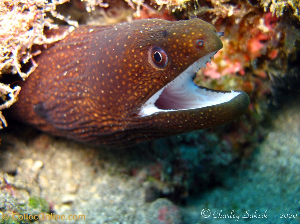 Gymnothorax Meleagris 2 monde du vivant animaux vertebre gymnothorax meleagris