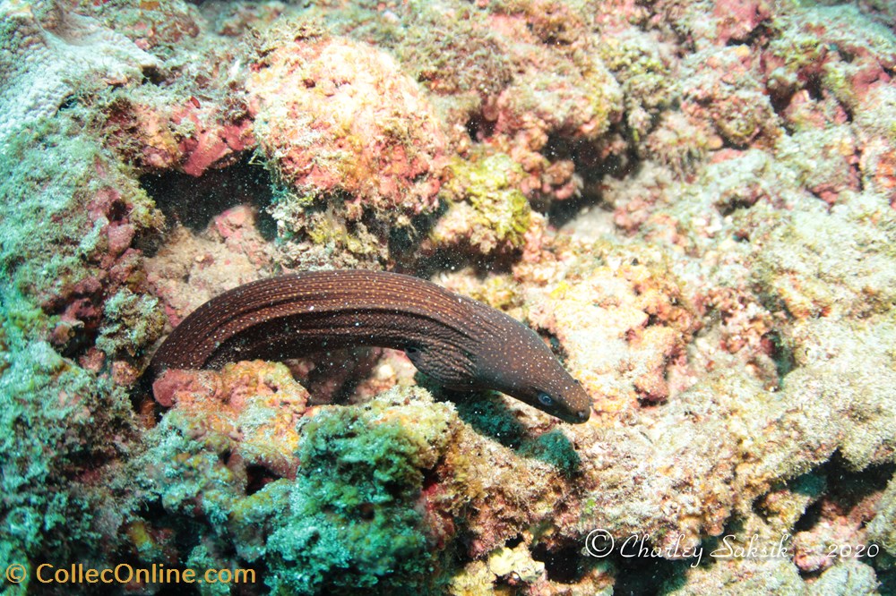Gymnothorax Meleagris 2 monde du vivant animaux vertebre gymnothorax meleagris
