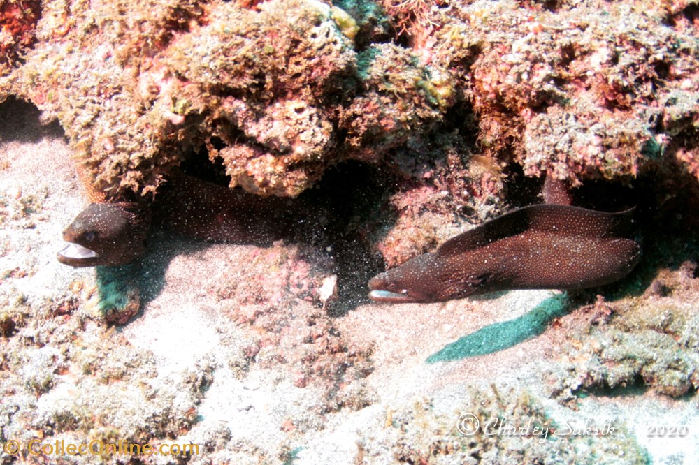 Gymnothorax Meleagris 2 monde du vivant animaux vertebre gymnothorax meleagris