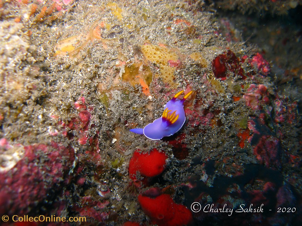 monde du vivant animaux mollusque hypselodoris bullockii