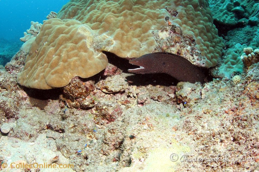 Gymnothorax Meleagris 2 monde du vivant animaux vertebre gymnothorax meleagris