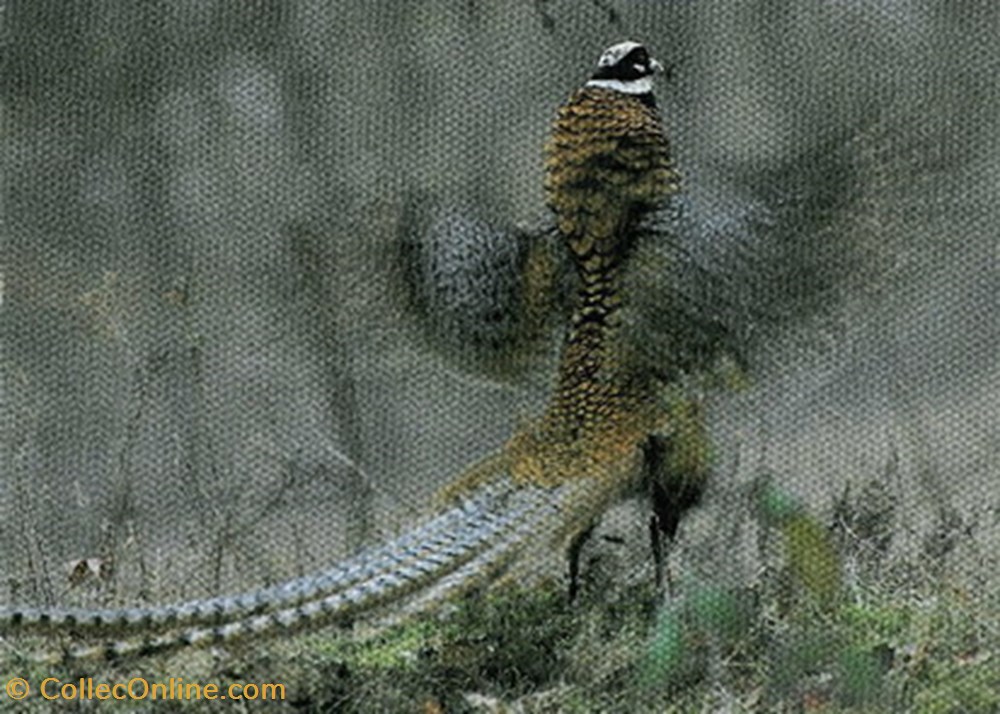 cartes postales autres la motte beuvron festival du film chasse nature 1990