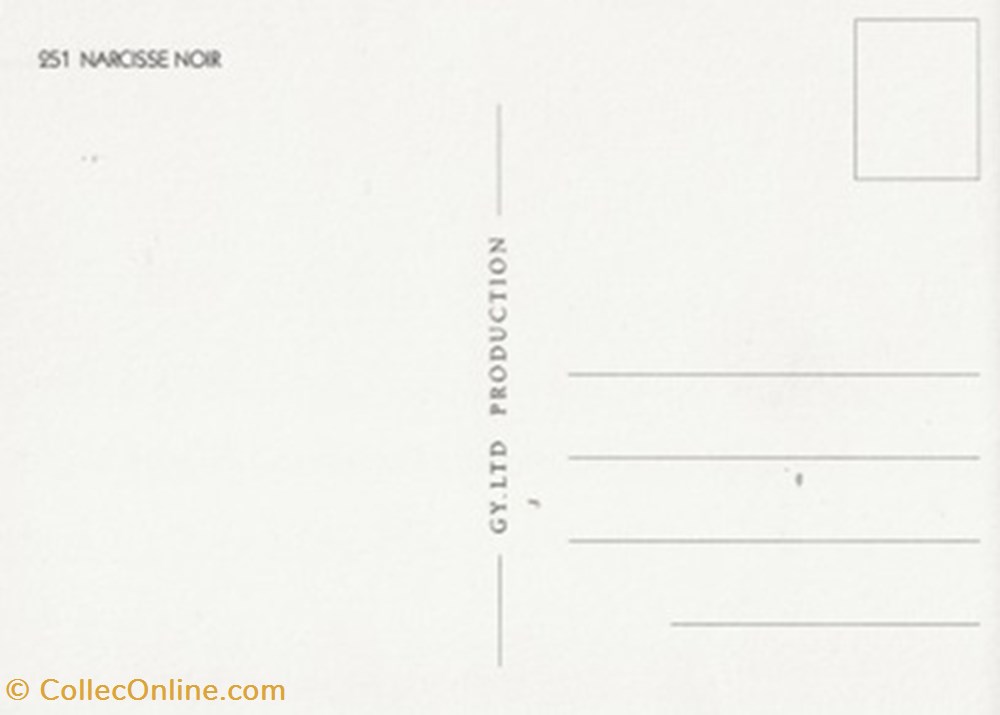 cartes postales autres le narcisse noir