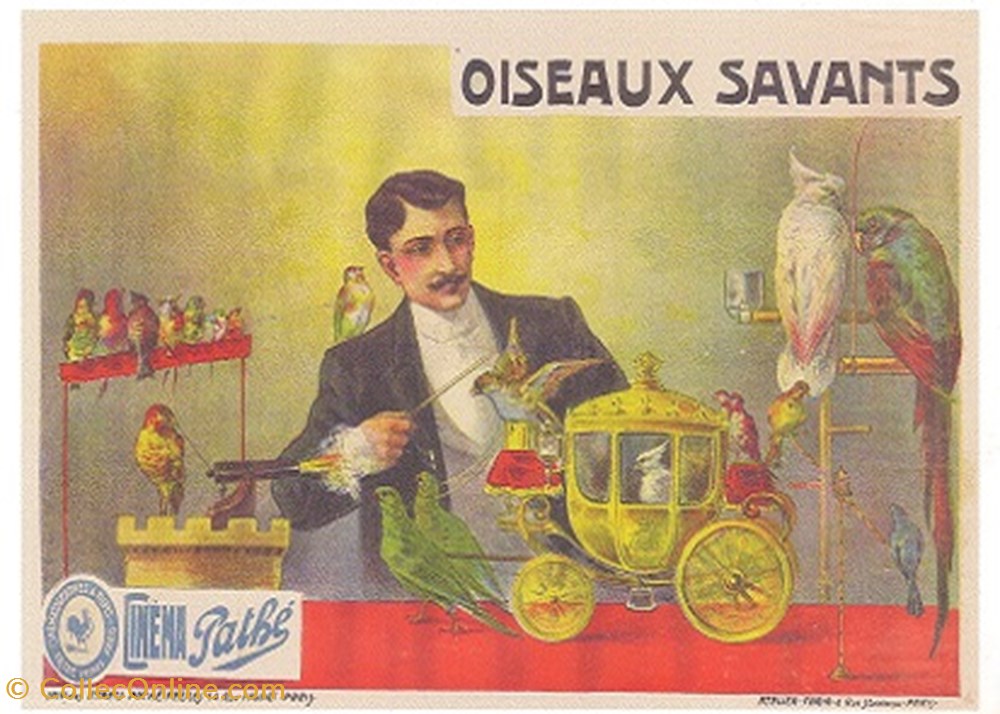 Oiseaux savants cartes postales autres oiseaux savants
