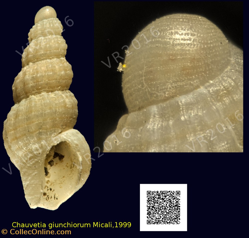 Chauvetia giunchiorum Micali,1999 conchiglie fossili gastropodum chauvetia giunchiorum micali 1999