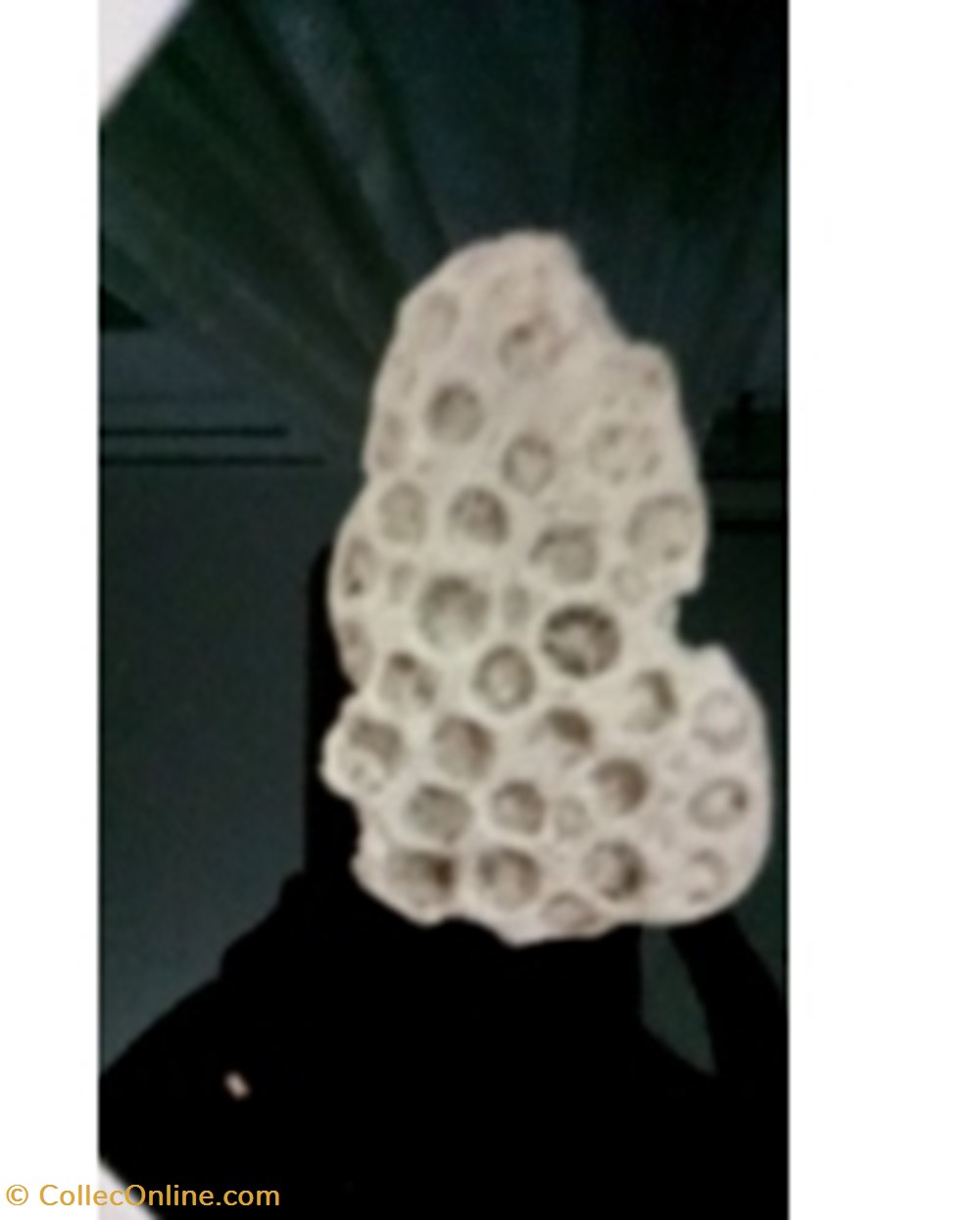 Coquillages fossiles coquillages