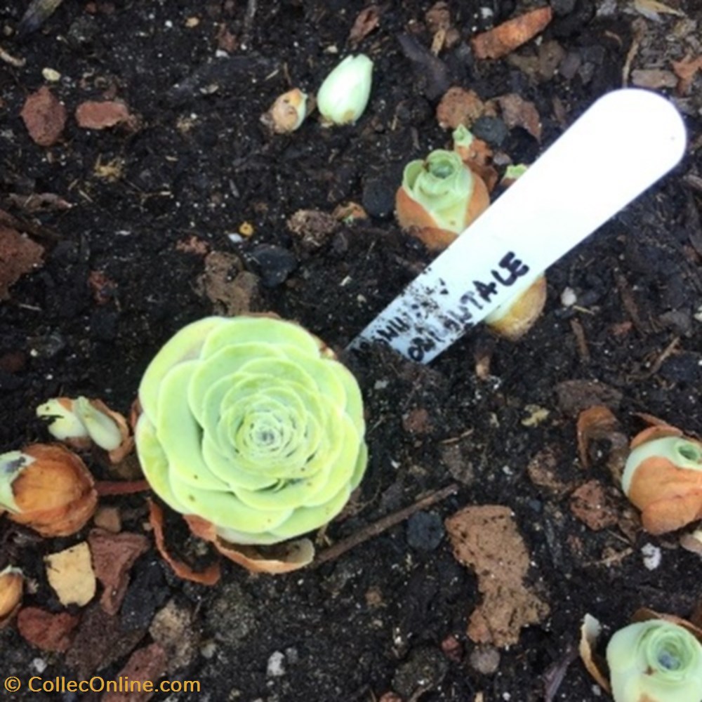 monde du vivant plantes succulentes aeonium dodrantale