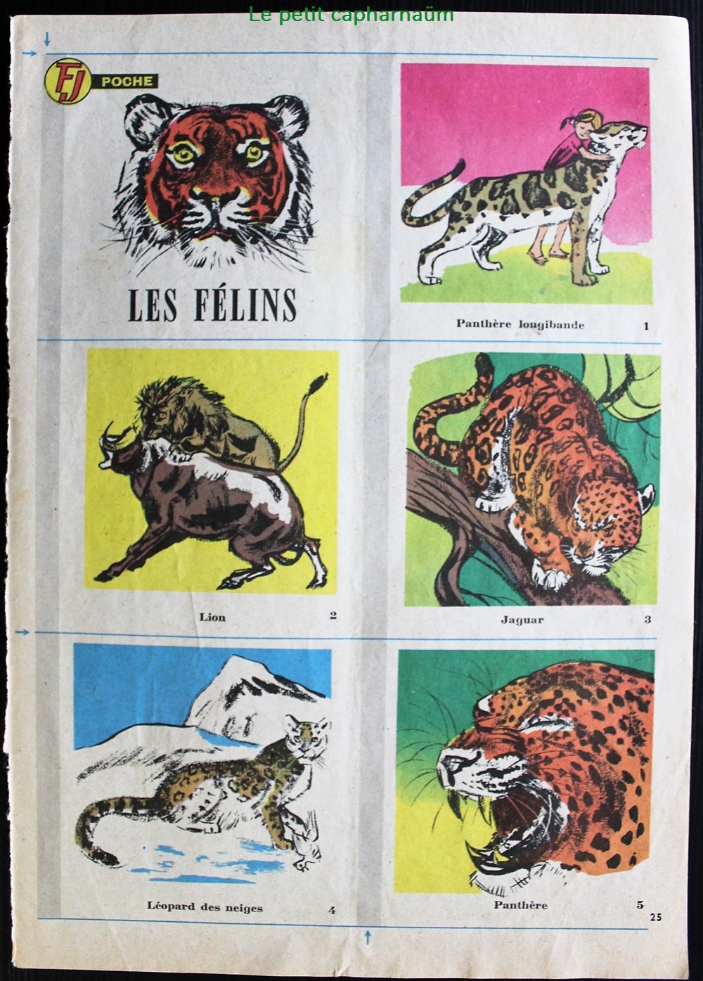 documents anciens chromos planches images les felins