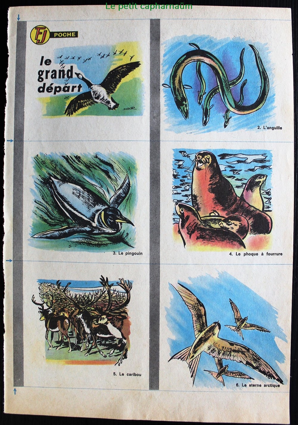 documents anciens chromos planches images les animaux migrateurs